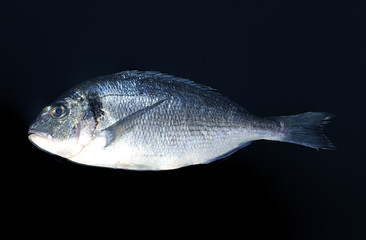 Fresh fish dorado on a black background