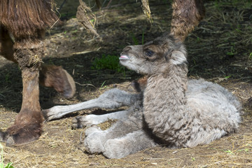 Newborn Bactrian camel (Camelus bactrianus)