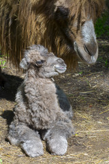 Obraz premium Newborn Bactrian camel (Camelus bactrianus)