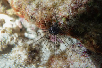 Naklejka na ściany i meble Underwater photography of a sea urchin