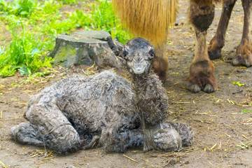 Fototapeta premium Newborn Bactrian camel (Camelus bactrianus)