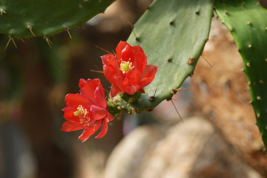 Bl&uuml;ten des Kaktus Opuntia bergeriana