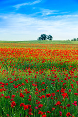 Poppies field meadow in summer