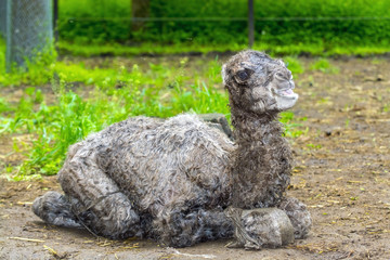 Obraz premium Newborn Bactrian camel (Camelus bactrianus)