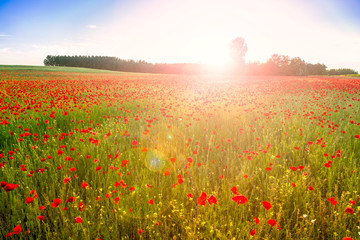 Obraz premium Poppies field meadow in summer