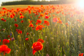 Poppies field meadow in summer