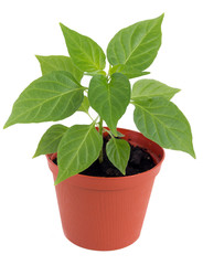 Potted hot pepper young plant growing over white background