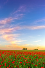 Naklejka premium Poppies field meadow in summer