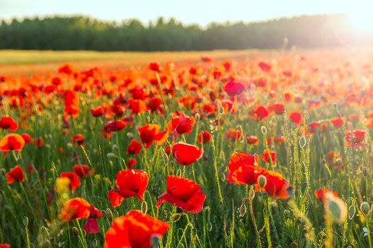 Fototapeta Poppies field meadow in summer