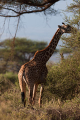 giraffe