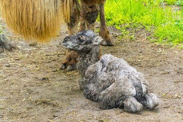 Fototapeta premium Newborn Bactrian camel (Camelus bactrianus)