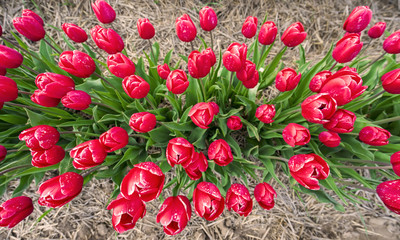 Tulpen