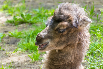 Obraz premium Portrait of a camel baby
