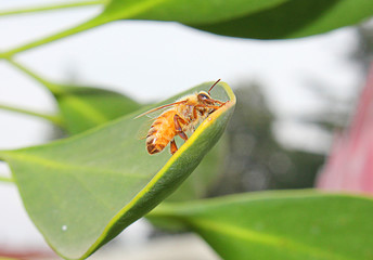 bee on the leaf