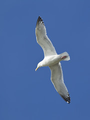 Seagull in the sky.