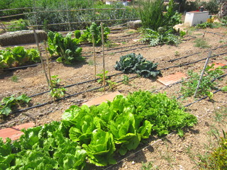 variety of greens in organic garden