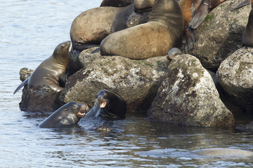 Fototapeta premium Sea lions fighting in the water in Newport, Oregon.