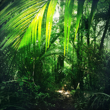 Fototapeta Jungle