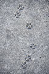 Dog Pawprints in Concrete