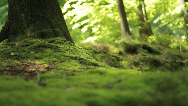 Moos am Baum, Waldboden