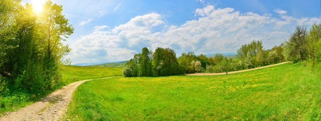 Country road and green meadow with dandelions