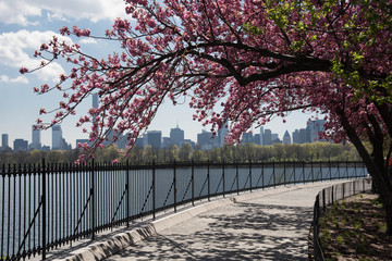 Cherry blossoms along the Central Park Reservoir ..