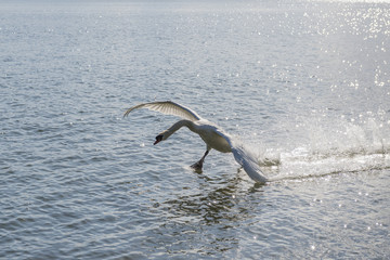 Schwan läuft über's Wasser