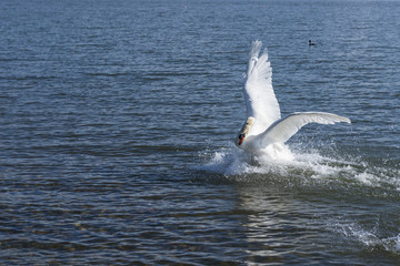 Schwan baut sich auf
