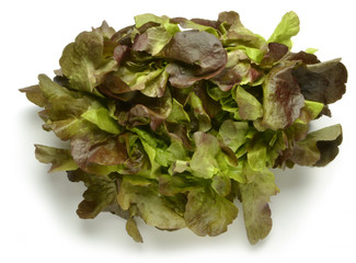 Latuga lollo rosso isolated on white background