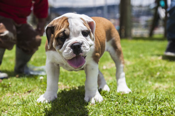 English Bulldog puppy