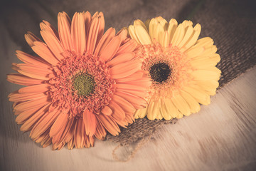 Gerbera daisies with vintage style filter