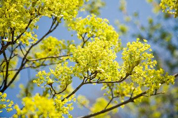 Spring flower