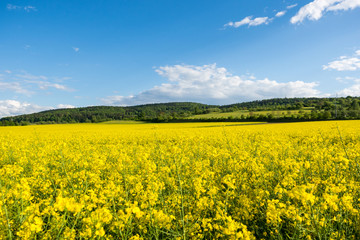 Obraz premium Rapsfeld im Frühling