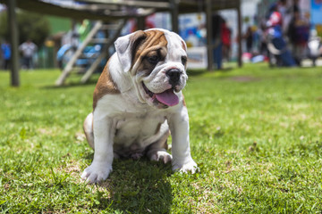 Fototapeta premium English Bulldog puppy