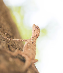 Brown lizard,tree lizard