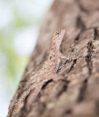 Brown lizard,tree lizard