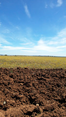 Ploughed field at springtime