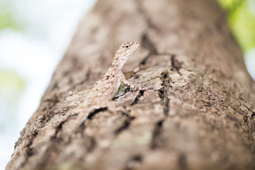 Brown lizard,tree lizard