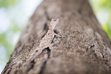 Brown lizard,tree lizard