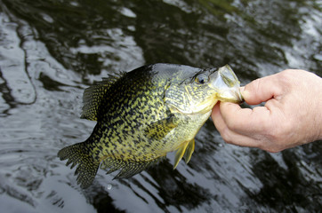 Crappie catch and release