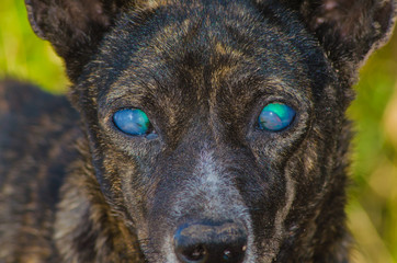 blind dog