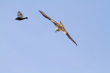 Red Kite