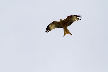 Fototapeta premium Red Kite