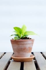 Plants in pots on wooden table