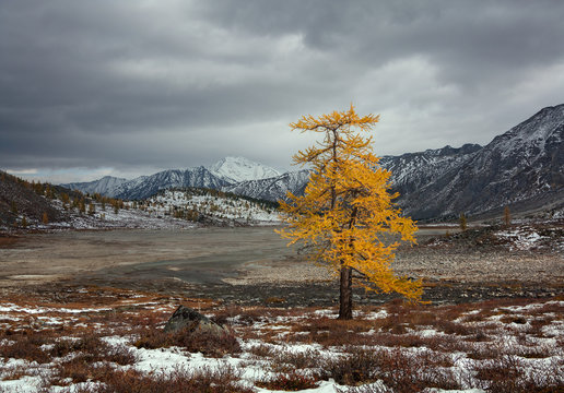 Lonely Larch In Autumn In The Mountains Of Eastern Siberia