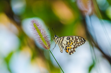 Butterflies and Flowers