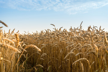 Wheat field