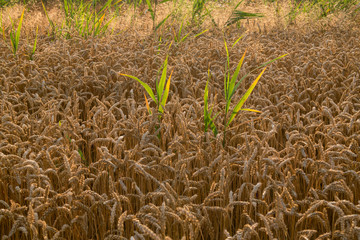 Wheat field