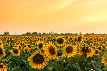 Naklejka premium A beautiful sunflower field