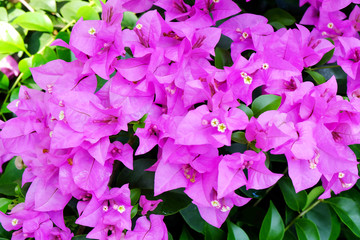 Pink Bougainvillea flowers